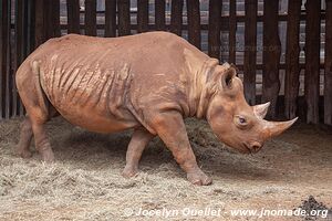 David Sheldrick Sanctuary - Nairobi - Kenya