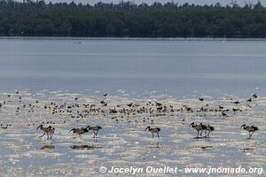 Mida Creek Lagoon - Kenya