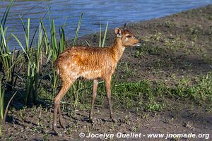 Saiwa Swamp National Park - Kenya