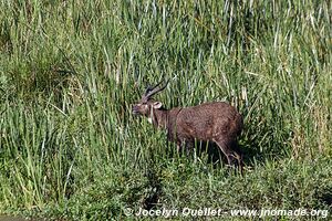 Parc national de Saiwa - Kenya