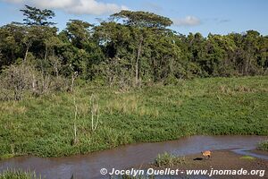 Parc national de Saiwa - Kenya