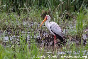 Saiwa Swamp National Park - Kenya