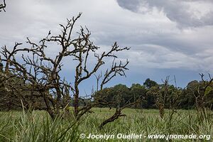 Saiwa Swamp National Park - Kenya