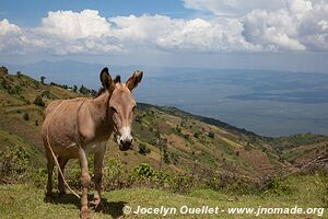 Collines de Cherangani - Kenya