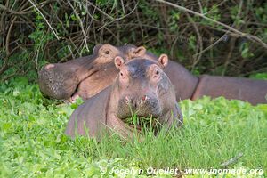 Lake Baringo - Kenya