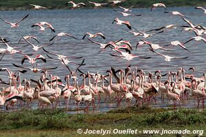 Réserve nationale du lac Bogoria - Kenya
