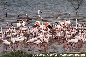 Réserve nationale du lac Bogoria - Kenya