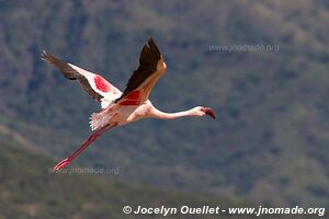 Réserve nationale du lac Bogoria - Kenya