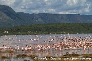 Réserve nationale du lac Bogoria - Kenya