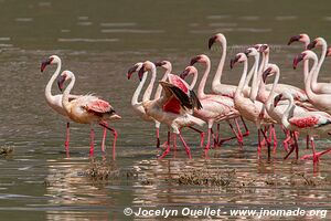 Réserve nationale du lac Bogoria - Kenya