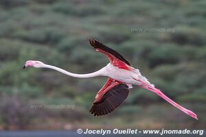 Réserve nationale du lac Bogoria - Kenya