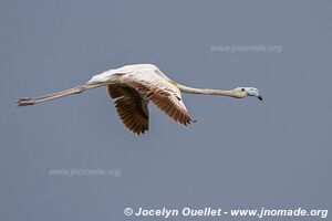 Lake Bogoria National Reserve - Kenya