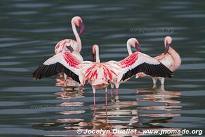 Réserve nationale du lac Bogoria - Kenya