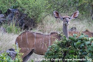 Réserve nationale du lac Bogoria - Kenya