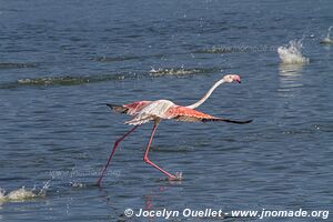 Réserve nationale du lac Bogoria - Kenya