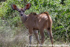 Lake Bogoria National Reserve - Kenya