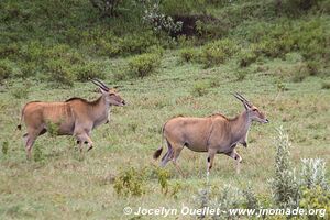 Parc national de Hell's Gate - Kenya