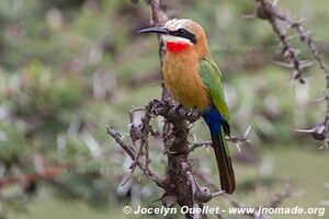 Parc national de Hell's Gate - Kenya