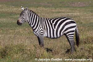 Ol Pejeta - Kenya