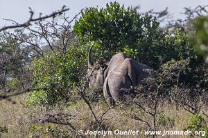 Ol Pejeta - Kenya