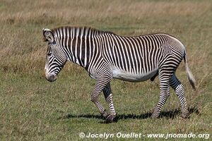 Ol Pejeta - Kenya