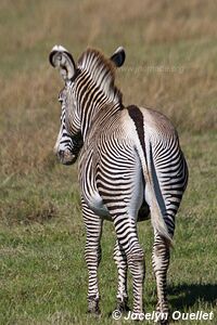 Ol Pejeta - Kenya