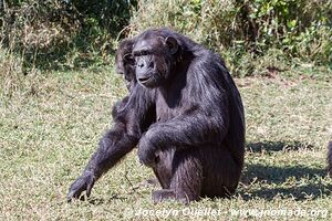 Ol Pejeta - Kenya