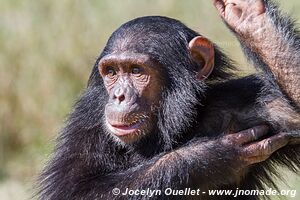 Ol Pejeta - Kenya