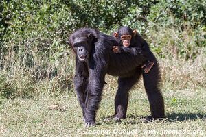 Ol Pejeta - Kenya