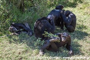 Ol Pejeta - Kenya