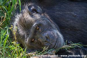 Ol Pejeta - Kenya