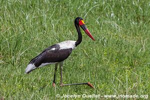 Ol Pejeta - Kenya