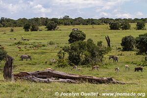 Ol Pejeta - Kenya