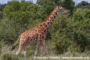 Ol Pejeta - Kenya