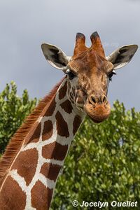 Ol Pejeta - Kenya