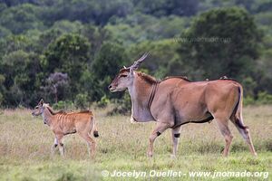 Ol Pejeta - Kenya