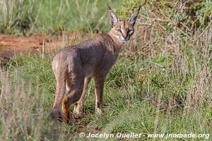 Samburu National Reserve - Kenya