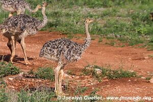 Réserve nationale de Samburu - Kenya