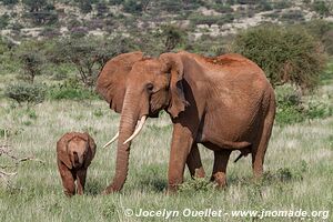 Réserve nationale de Samburu - Kenya