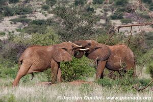 Réserve nationale de Samburu - Kenya