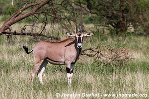 Samburu National Reserve - Kenya