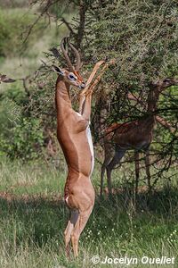 Réserve nationale de Samburu - Kenya