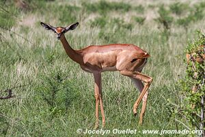 Réserve nationale de Samburu - Kenya