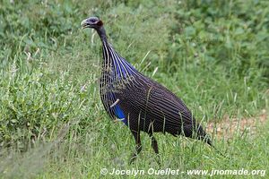 Samburu National Reserve - Kenya