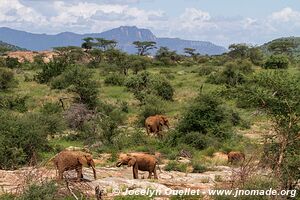 Samburu National Reserve - Kenya