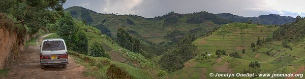 Forêt impénétable de Bwindi - Ouganda
