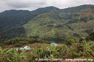  Bwindi Impenetrable Forest - Uganda