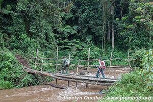  Bwindi Impenetrable Forest - Uganda