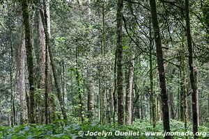 Forêt impénétable de Bwindi - Ouganda