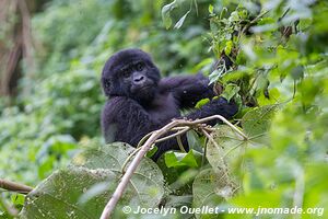  Bwindi Impenetrable Forest - Uganda